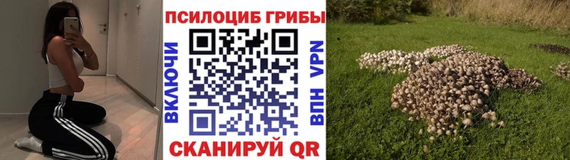 закладки  Сураж  Галлюциногенные грибы мицелий 